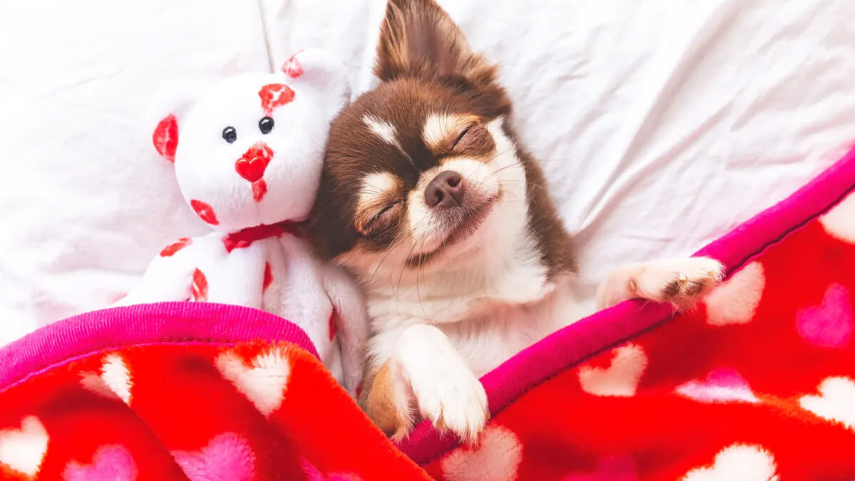 cachorro deitado na cama com uma coberta de corações e um ursinho de pelúcia ao lado
