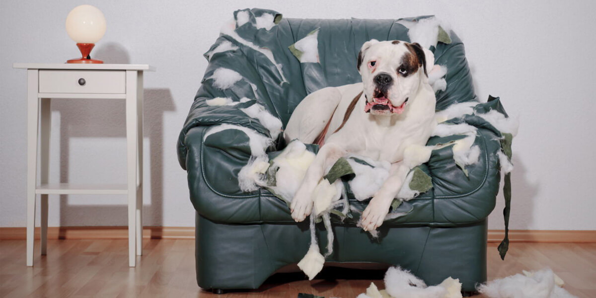 cachorro sentado em sofá destruído por ele