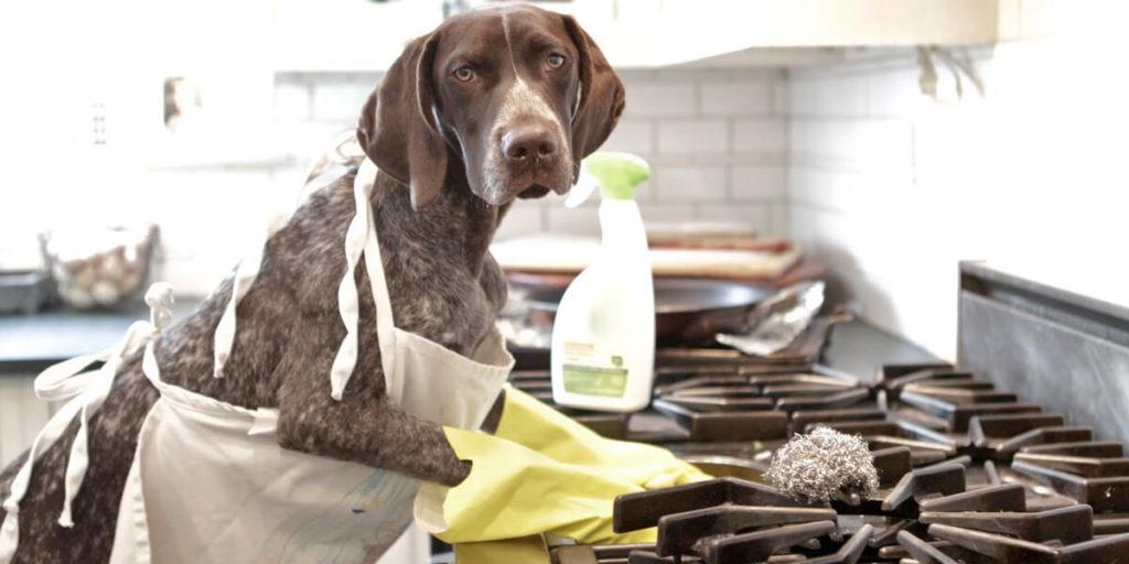 cachorro limpando o fogão