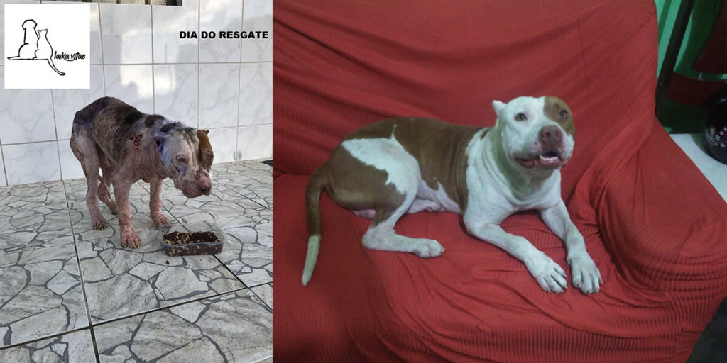 cachorro apolo: antes e depois