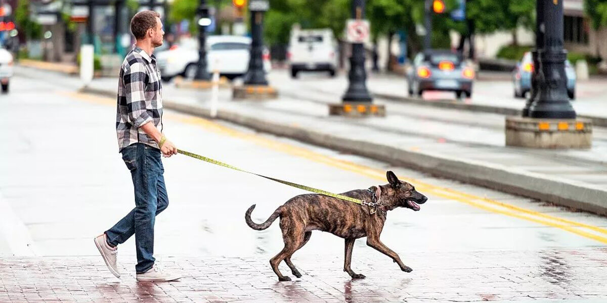 Cuidados ao passear com seu cão na rua - Amo Vira Lata