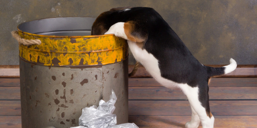 cachorro procurando comida em uma lata de lixo