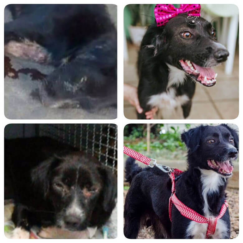 fotos com antes e depois de animais resgatados pelo GAEP
