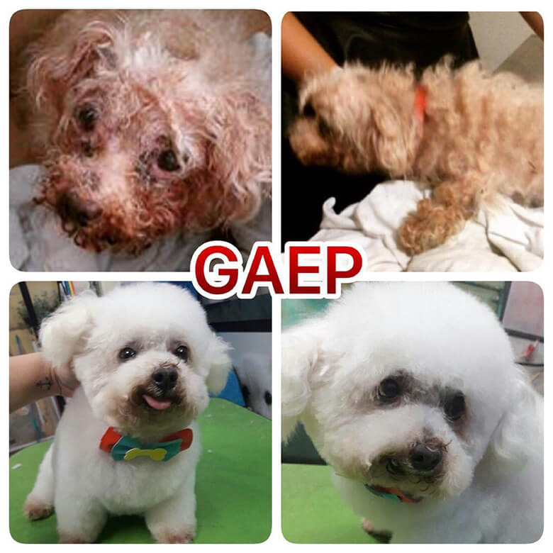 fotos com antes e depois de animais resgatados pelo GAEP