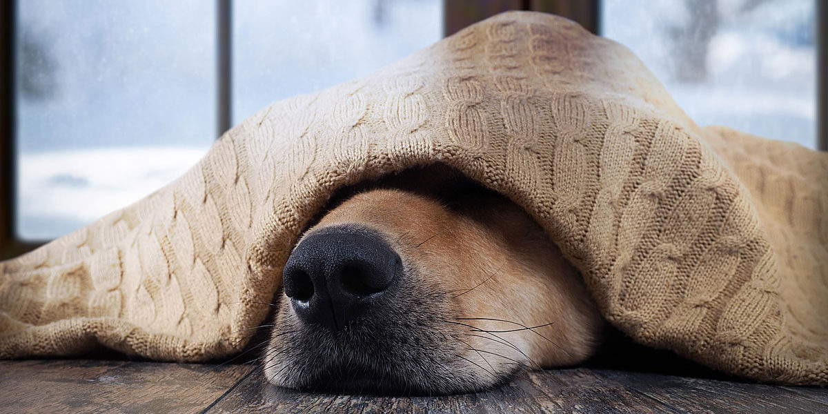 cão todo coberto com um cobertor, apenas com o focinho de fora