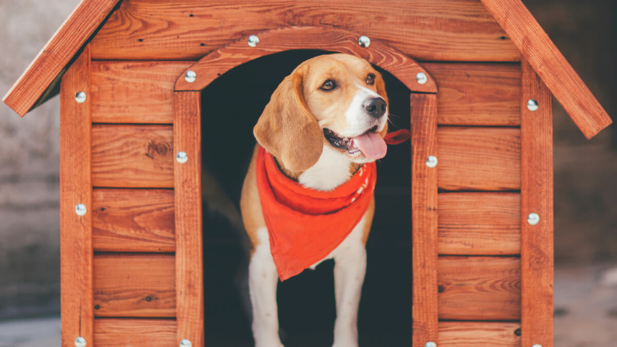 beagle com bandana vermelha em sua casinha de cachorro