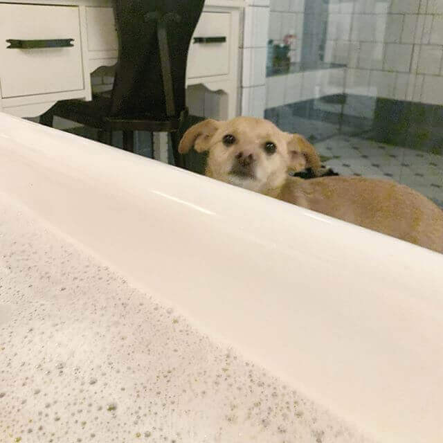 toulouse observando ariana grande na banheira
