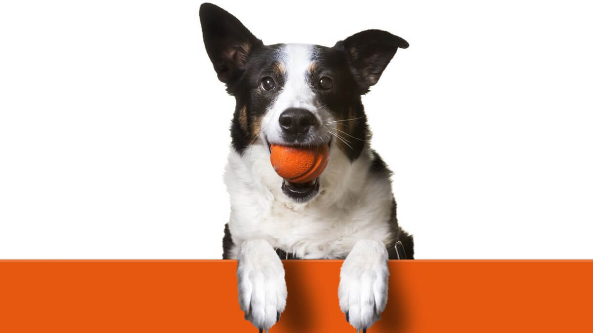 cachorrinho em cima de um muro laranja com uma bola laranja na boca