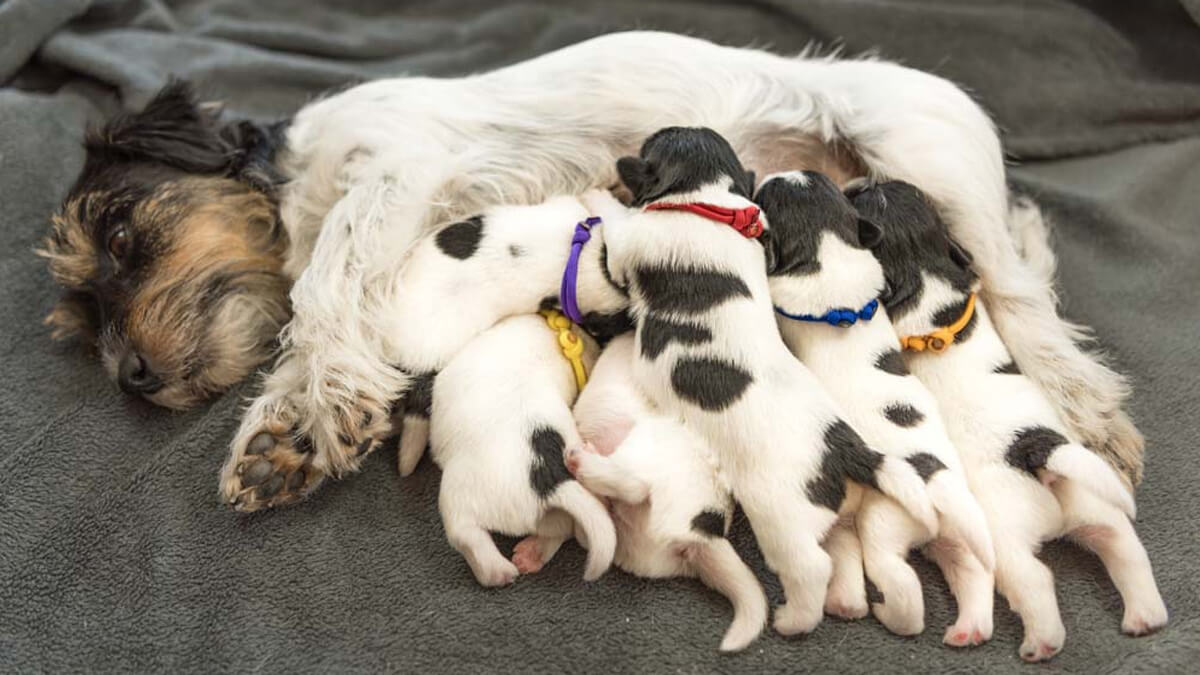 cadela branca amamentando 6 filhotes malhados