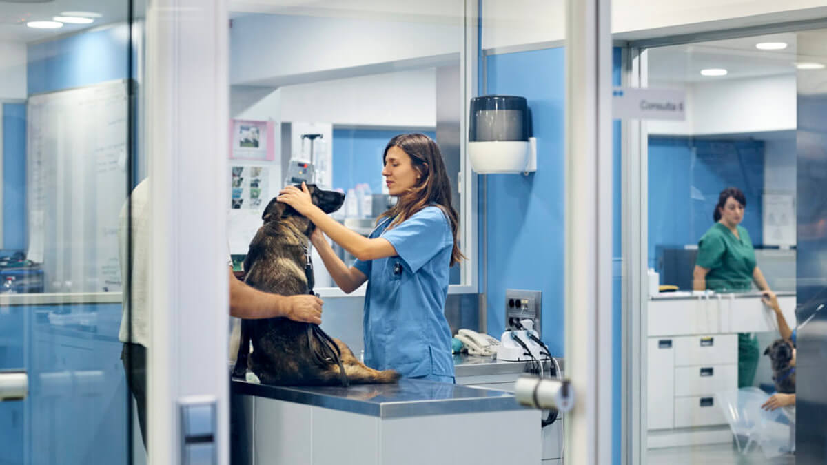 tutor segurando seu cachorro em mesa de consulta com veterinária