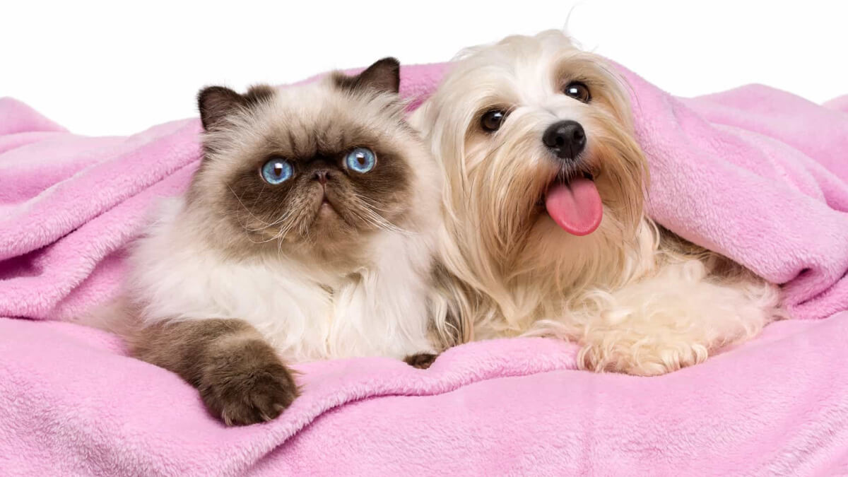 gata e cadela cobertos por um cobertor rosa
