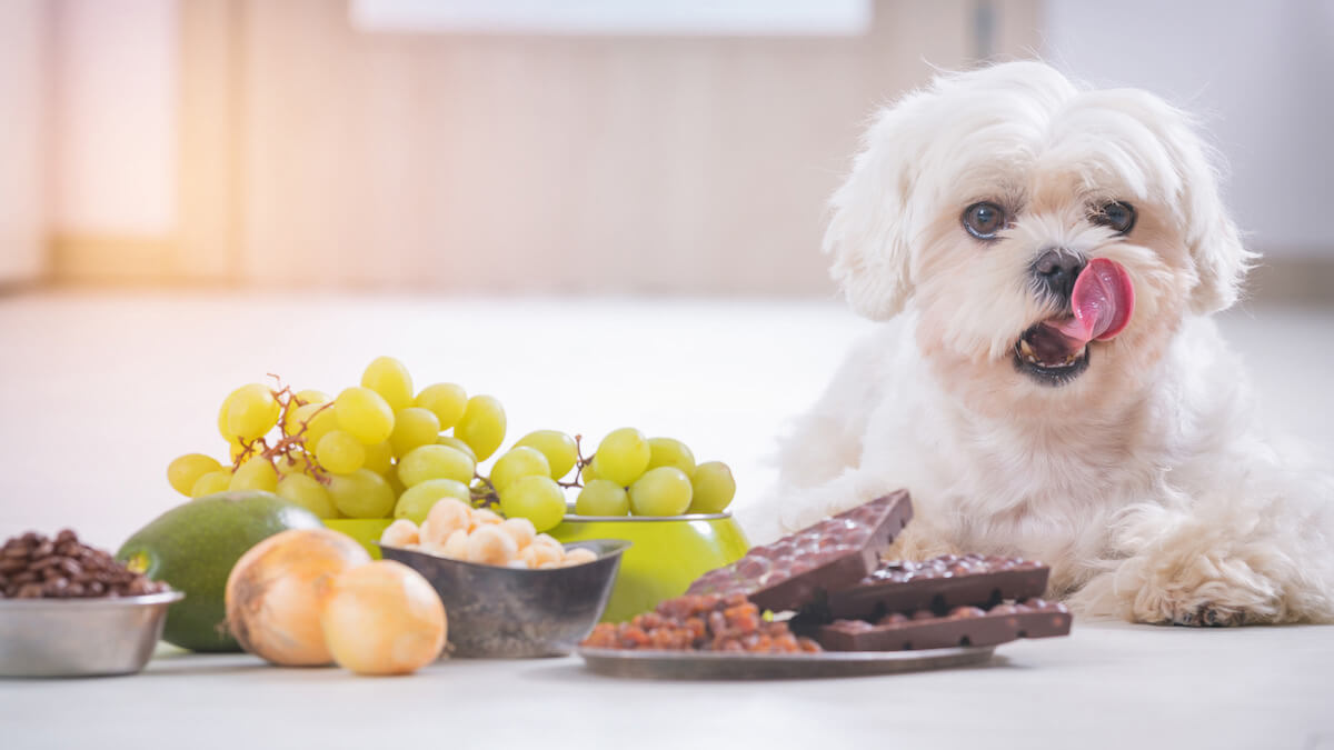 cão lambendo a boca próximo de pratos com comidas que fazem mal para cães