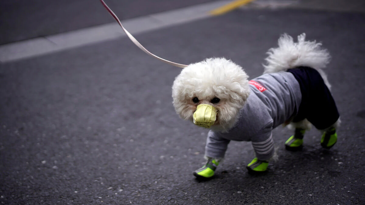 cachorrinho passeando na rua de roupa e máscara por causa do coronavírus