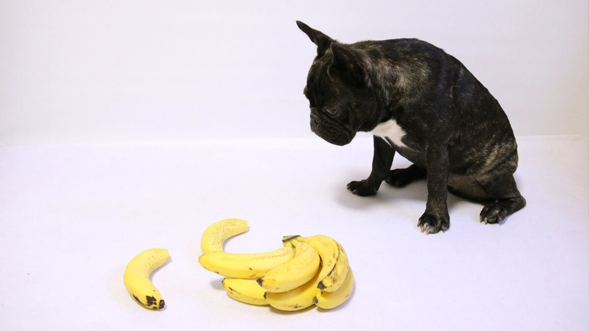 foto de um cachorro sentado, olhando um cacho de bananas no chão