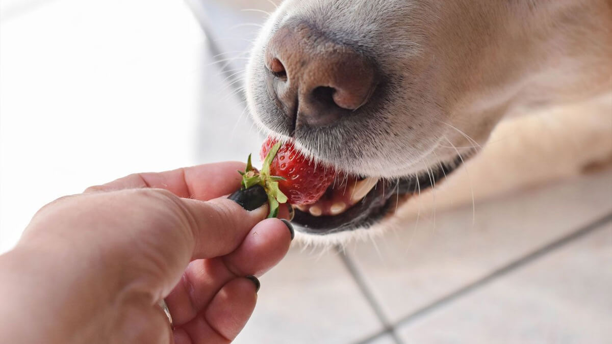 close de um cão recebendo um morango da mão de seu tutor