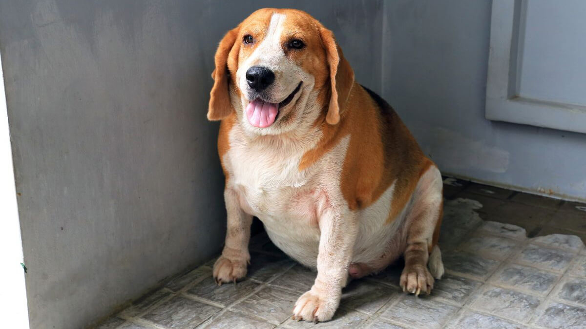 cachorro obeso da raça beagle, sentado no chão com a língua de fora