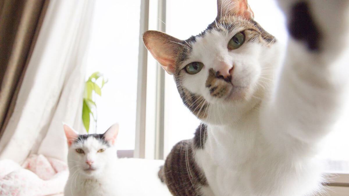 foto de dois gatos, sendo que um deles parece estar segurando a câmera para tirar uma selfie