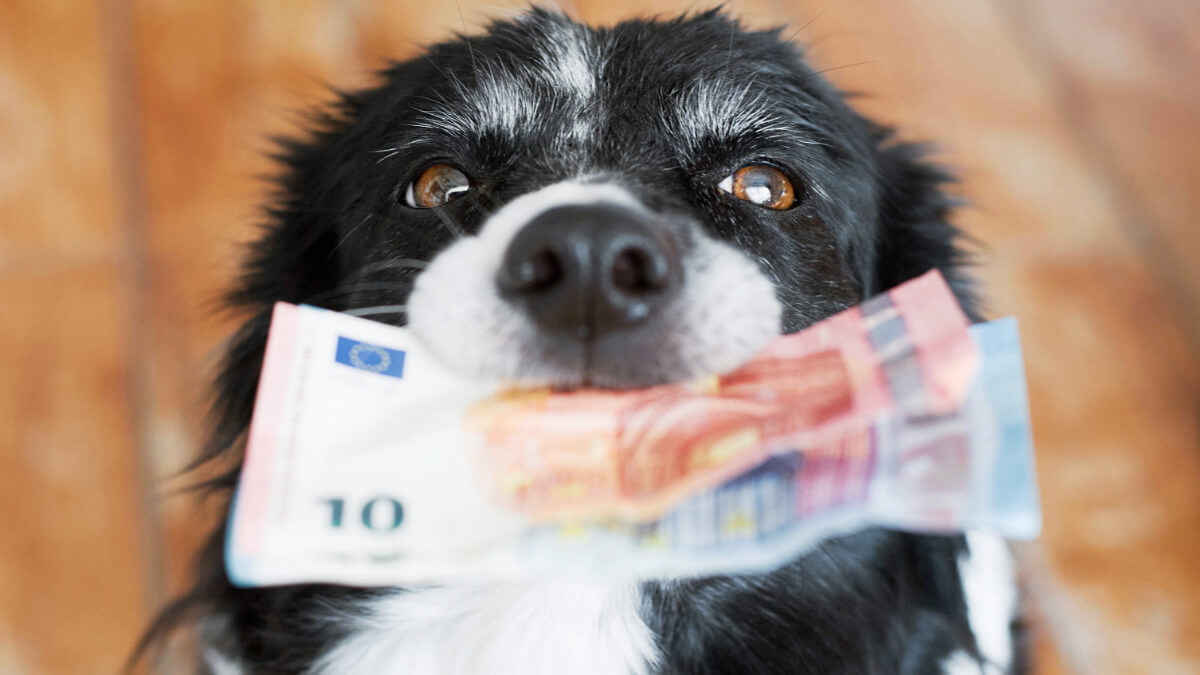 cachorro segurando notas de euro com a boca