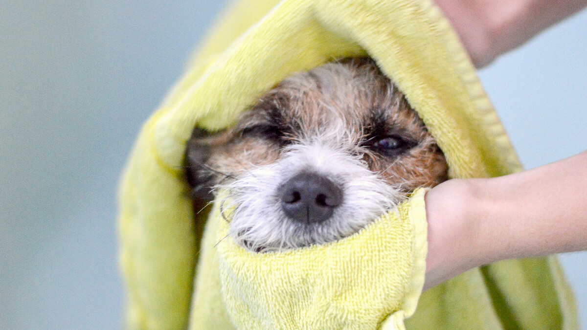 cachorro sendo seco por uma toalha amarela