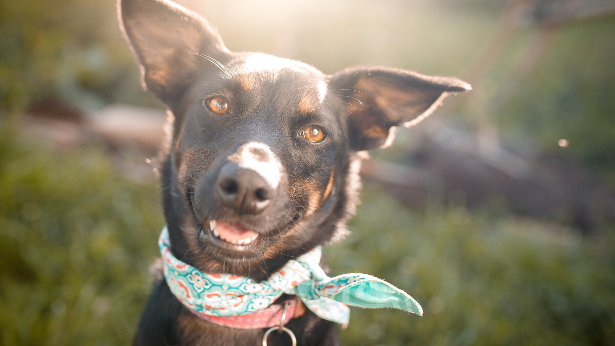 foto de um cão sem raça definida usando uma bandana azul no pescoço