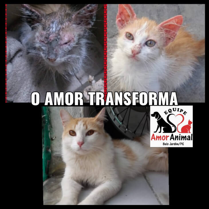 antes e depois: gato resgatado