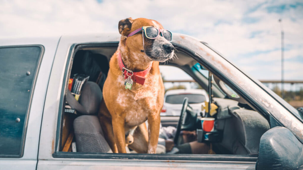cão caramelo usando óculos escuros na janela do carro