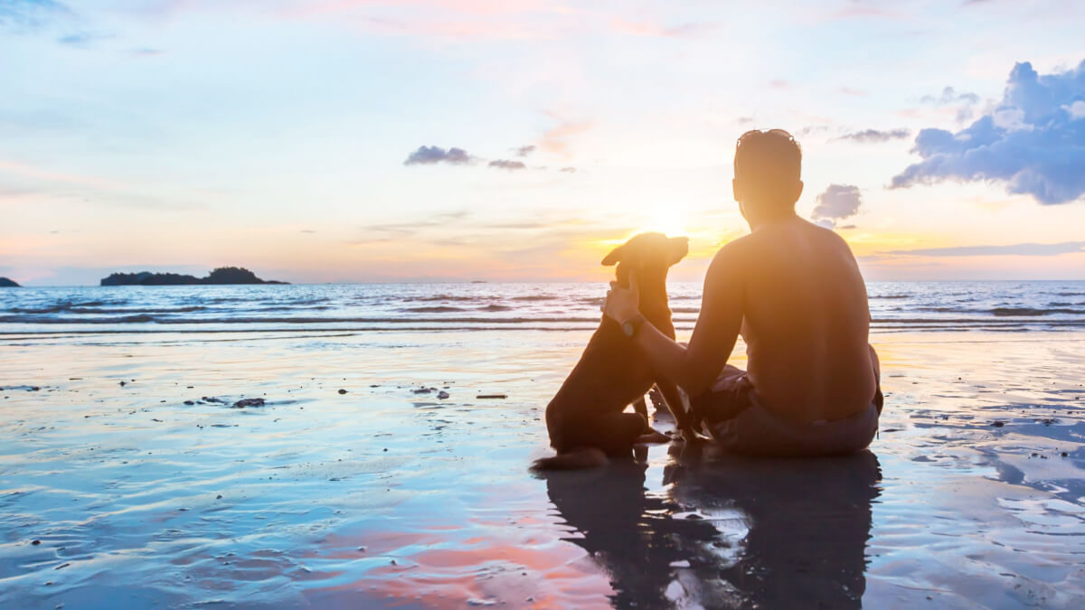 cachorro na praia vendo o por do sol com seu tutor
