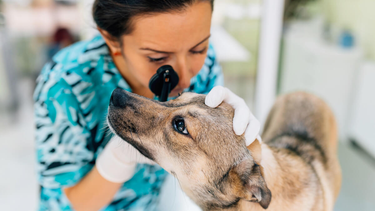 veterinária analisando um cão
