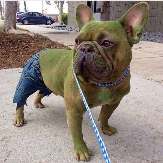 cachorro fantasiado de hulk