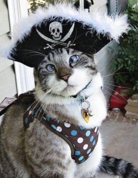 gato fantasiado de pirata