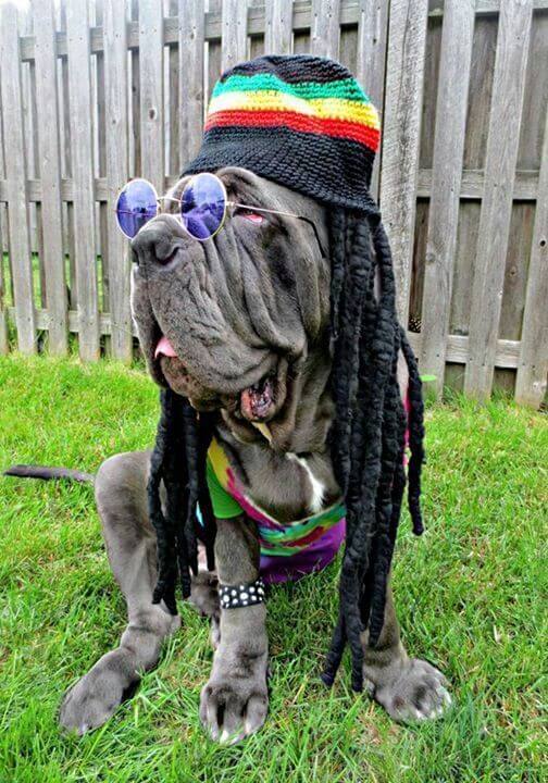 cachorro com fantasia de reggae
