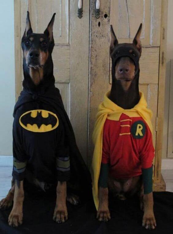 cachorros fantasiados de batman e robin