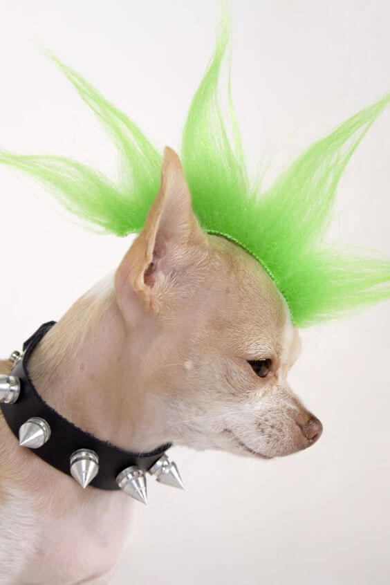cachorro fantasiado de punk