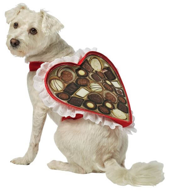 cachorro com fantasia de bombons de chocolate