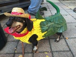 cachorro fantasiado de milho