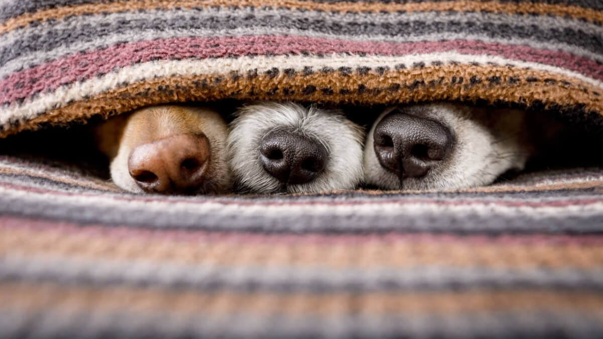 3 cachorros debaixo de um cobertor - apenas seus focinhos estão à vista