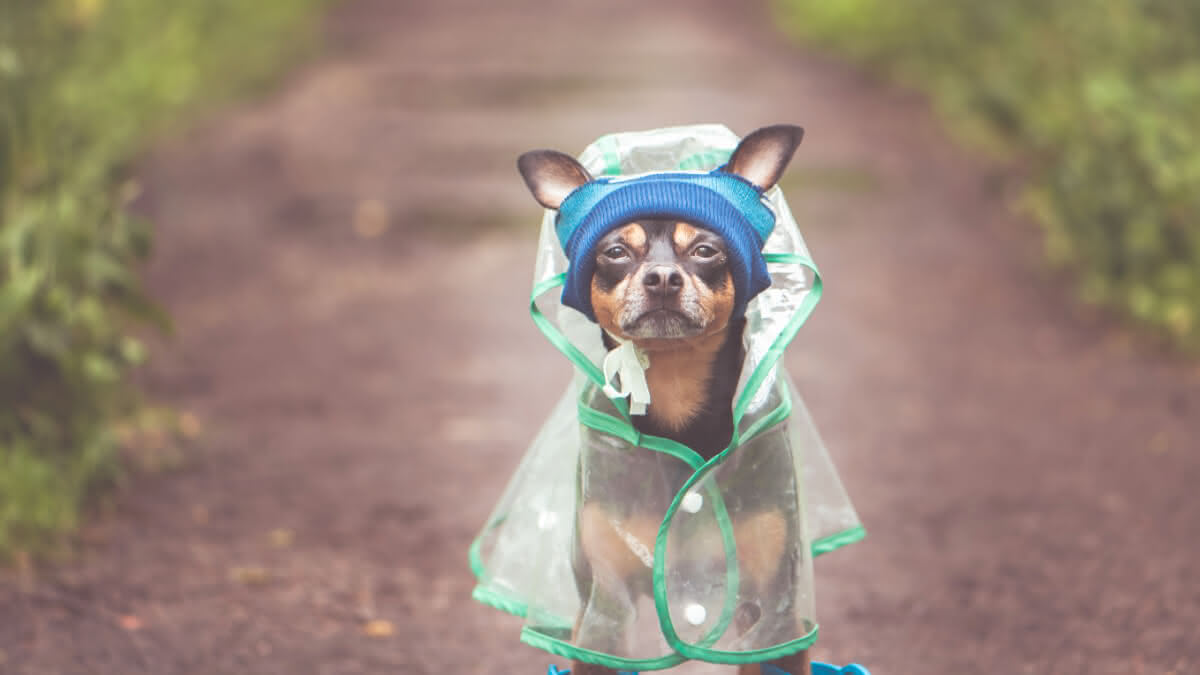 cachorro utilizando uma capa de chuva, sentado no parque