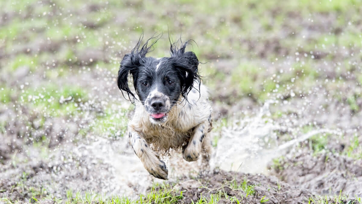 cachorro correndo na grama molhada em um dia de chuva