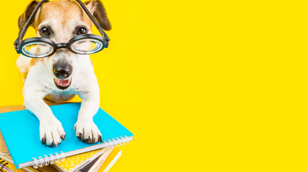 cachorro usando óculos debruçado em cima de alguns cadernos