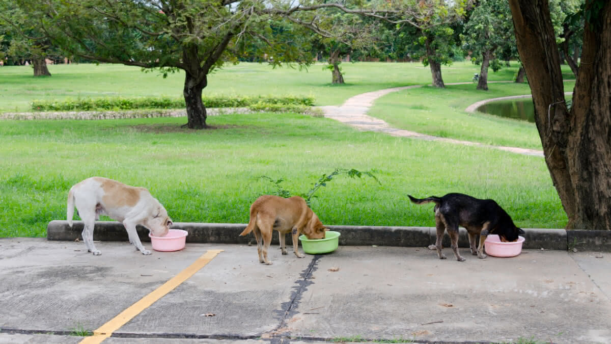três cães comendo ração na calçada de um parque