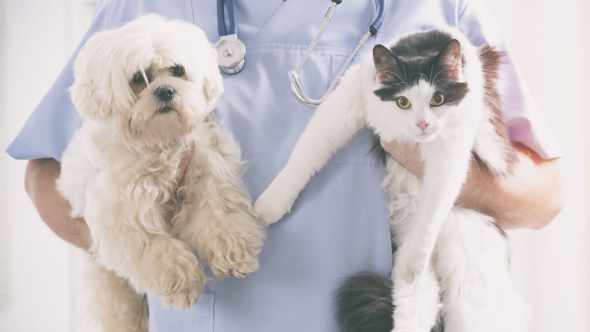 veterinário segurando um gato e um cachorro em cada mão