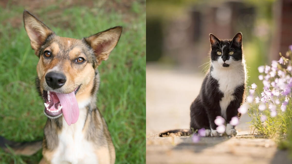 cachorro e gato sem raça definida