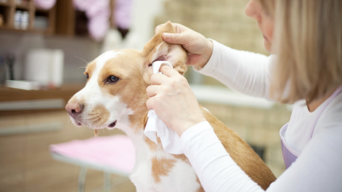 mulher limpando a orelha de um cachorro