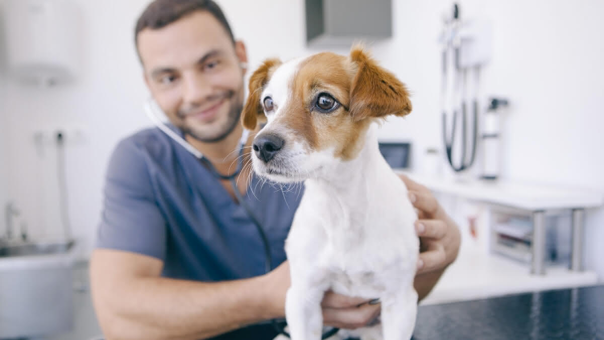cachorrinho sendo analisado por um veterinário