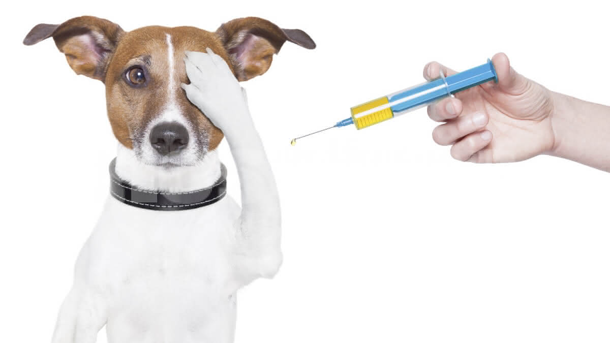 pessoa segurando uma seringa ao lado de um cão tapando um dos olhos com a pata