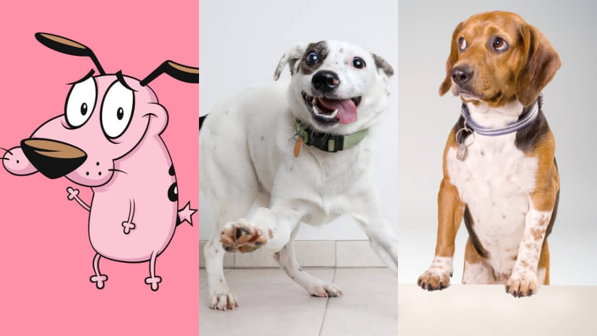 coragem, um cão sem raça definida e um cão da raça beagle