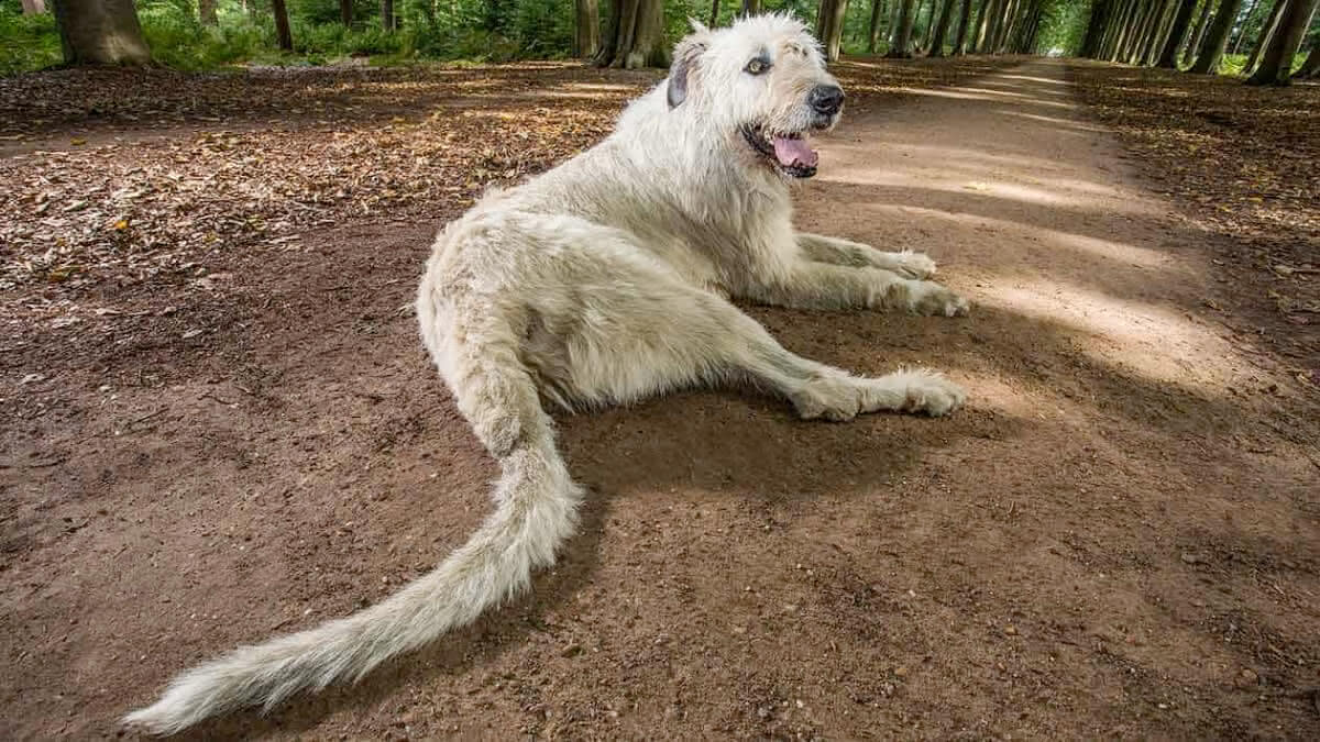 Keon, o cachorro com maior rabo do mundo