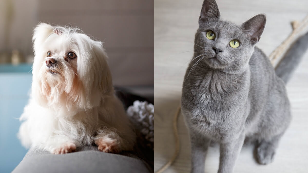 cachorro da raça lhasa apso ao lado de gato da raça azul russo