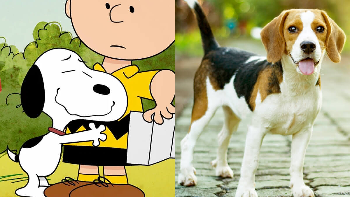 snoopy e um cão da raça beagle