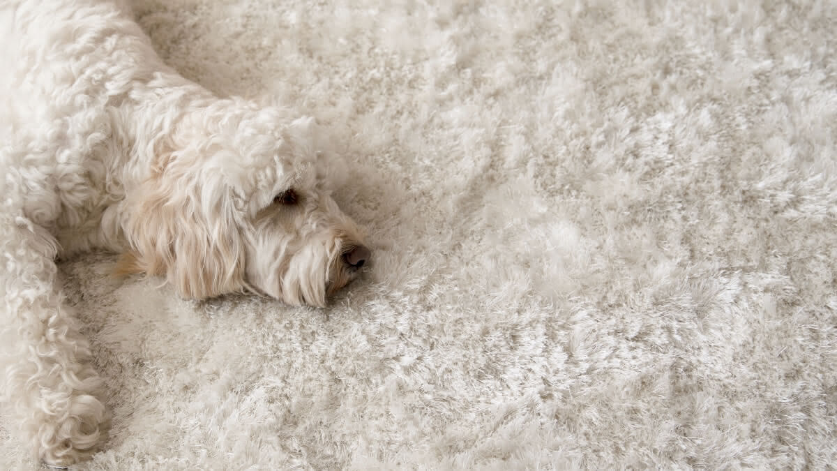 poodle deitado em um tapete idêntico ao seu pelo